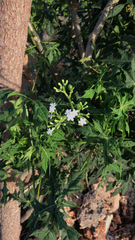 Cnidoscolus aconitifolius