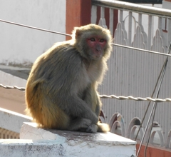 Macaca mulatta
