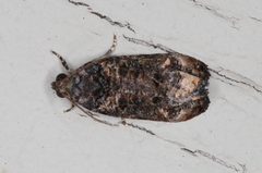 Celypha sistrata