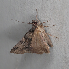 Lophoptera litigiosa