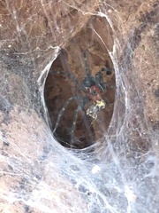 Aglaoctenus castaneus