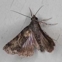 Lophoptera litigiosa