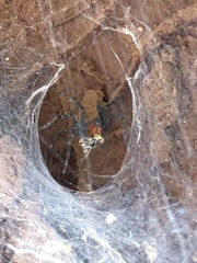 Aglaoctenus castaneus