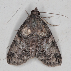 Lophoptera litigiosa