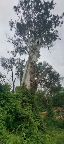 Image of Eucalyptus benthamii by (c) Liam southwell, some rights reserved (CC BY)