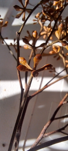 Image of Eucalyptus benthamii by (c) Liam southwell, some rights reserved (CC BY)