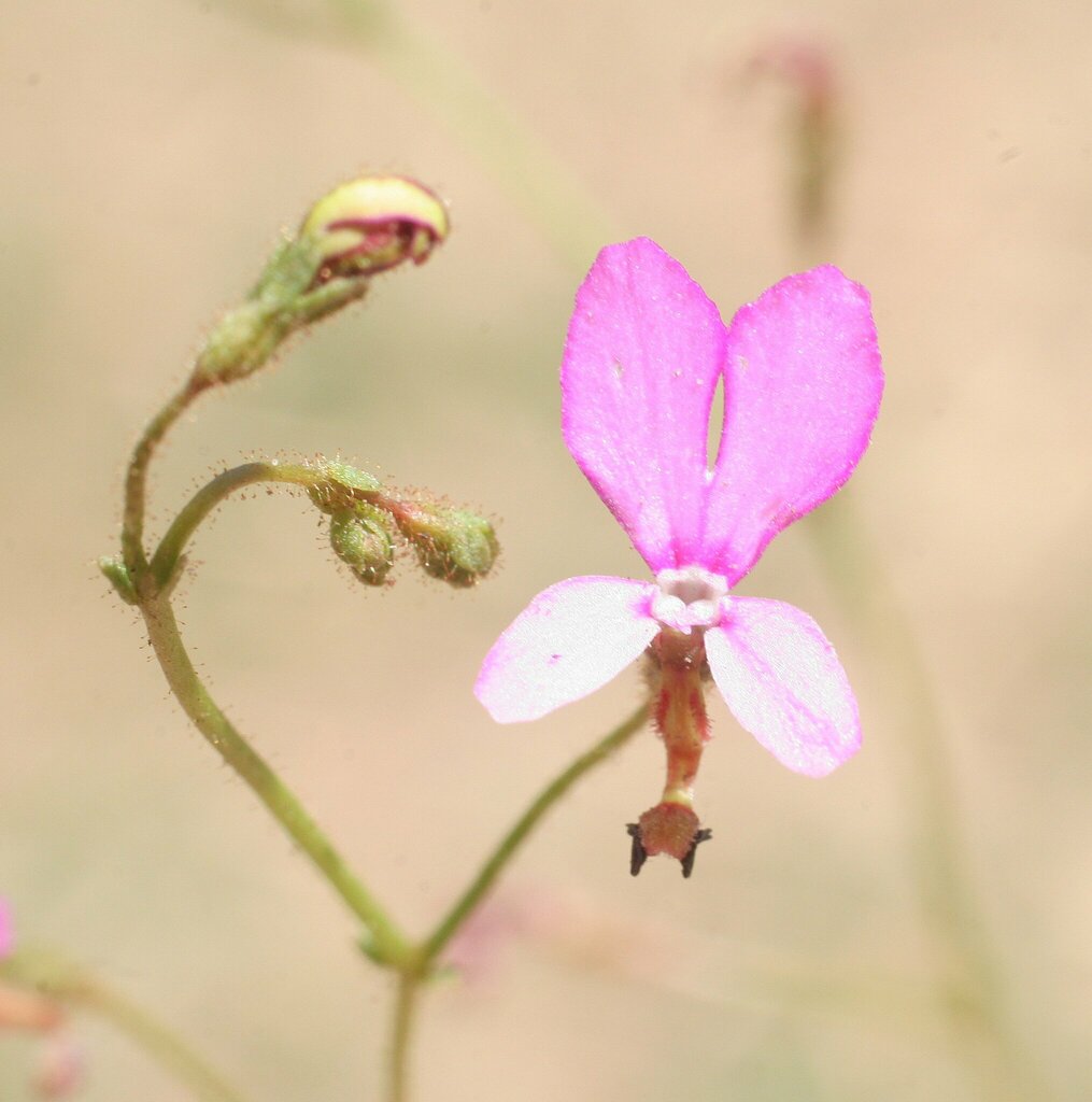 Stylidium semipartitum