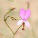 Stylidium semipartitum - Photo (c) geoffbyrne, some rights reserved (CC BY-NC)