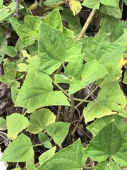 Munnozia