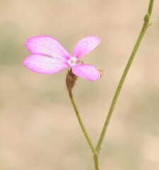 Stylidium semipartitum