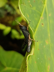 Acridoidea