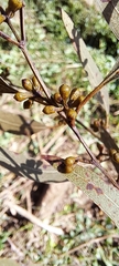 Eucalyptus benthamii