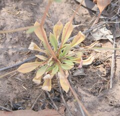Stylidium semipartitum