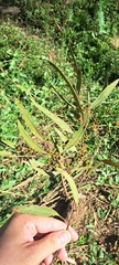 Eucalyptus benthamii