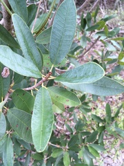 Manilkara jaimiqui emarginata