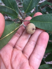 Manilkara jaimiqui emarginata