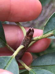 Manilkara jaimiqui emarginata