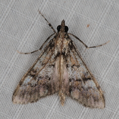 Paschiodes mesoleucalis