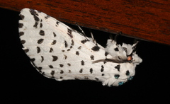 Kamalia multipunctata