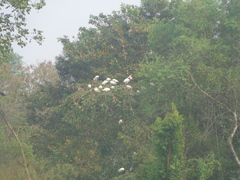 Mycteria leucocephala