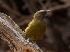 Anthornis melanura