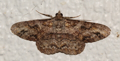 Cleora repetita