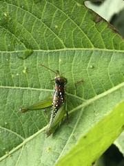 Chloropseustes