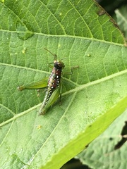 Chloropseustes