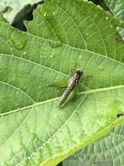 Chloropseustes