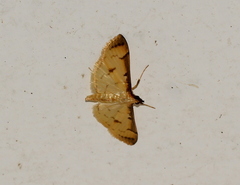 Cotachena aluensis