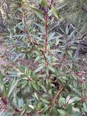 Arbutus arizonica