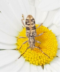 Pempsamacra dispersa