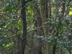 Dendronanthus indicus