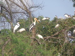 Mycteria leucocephala