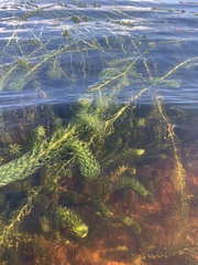 Lagarosiphon major