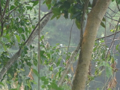 Acrocephalus dumetorum