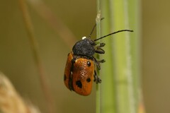 Cadmus litigiosus