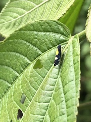 Microgoniella