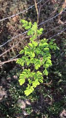 Moringa oleifera
