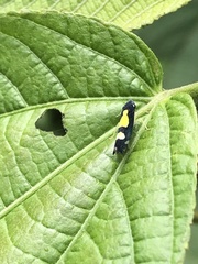 Microgoniella