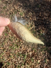 Asclepiadeae