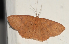 Cyclophora