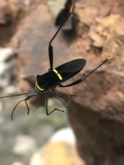 Phthia lunata