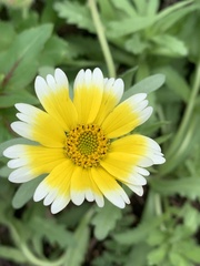 Layia platyglossa