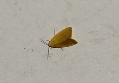 Earias