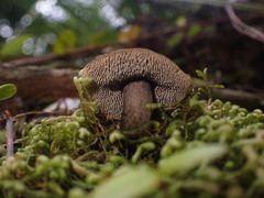 Sarcodon carbonarius