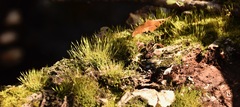 Funaria hygrometrica
