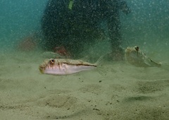 Torquigener pleurogramma