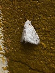 Trosiinae