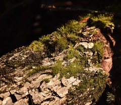 Funaria hygrometrica